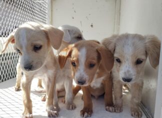 INVITA CCBA DE LEÓN AL ADOPTÓN DE MASCOTAS EN PARQUE PANORAMA
