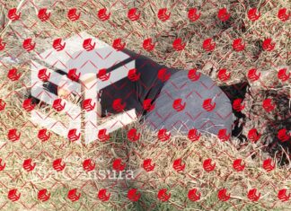 Localizan el cuerpo sin vida de una persona en La Nopalera, en Valle de Santiago.