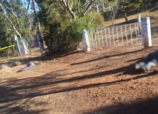 Ejecutan a cuatro en Tinguindin Mich. Presentaban huellas de tortura.