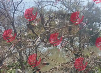 Localizan el cuerpo sin vida de un hombre en el cauce del Río Lerma en Abasolo.