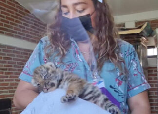Tigre de bengala asegurado en Celaya está deshidratado y con signos de desnutrición.