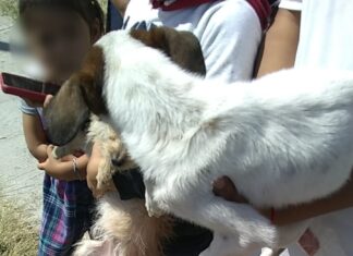 EN ATENCIÓN A UNA DENUNCIA CIUDADANA, RESCATAN A DOS PERROS