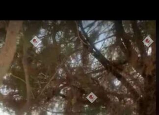 Fuego provocado intencionalmente en un predio se corrió al Instituto Tecnológico Superior del Sur de Guanajuato ITSUR