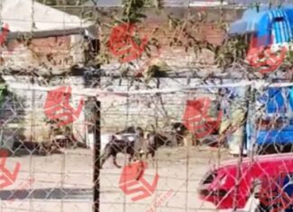 Un menor pierde la vida al ser atacado por una jauría de perros en colonia Las Trojes en León