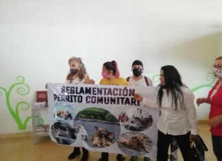 Autoridades salmantinas se reúnen con asociaciones de protección animal para abordar el tema del «perro comunitario»