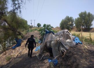 POLICÍAS ENCUENTRAN PLANTÍO DE MARIGUANA JUNTO AL RÍO LERMA, EN SALAMANCA.