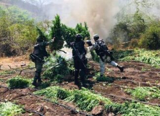 Destruye SSP, GN y Sedena 8 plantíos de marihuana