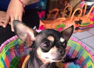 Servicio Social #Moroleón