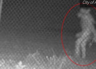 Extraño: ¿Qué es y por qué apareció cerca de zoológico en Texas?