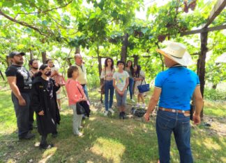 Se lleva con éxito la cuarta edición de la vendimia del viñedo “Las Maravillas”, en Salvatierra.