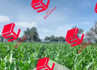 Ejecutan a una persona en un parcela ubicada en un camino entre las comunidades de Cerano y Monte de Los Juárez, en Yuriria.