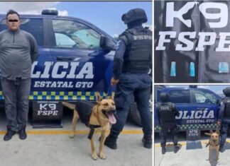 Detiene la Unidad Canina K9 de las FSPE en Celaya, a un hombre que estaba en posesión de varias dosis de cristal.