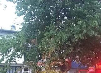 Granizada provocó caída de árboles, fuga de gas y la caída de un techo de láminas en la comunidad San Miguel Octopan