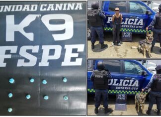 Detiene la Unidad Canina K9 de las FSPE en la ciudad de León, a un hombre en posesión varias dosis de cristal.