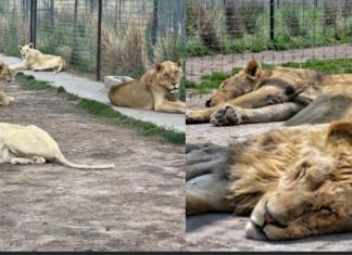 Llegan al Zoológico de León tres Geminis luego de sufrir maltrato animal en la Ciudad de México