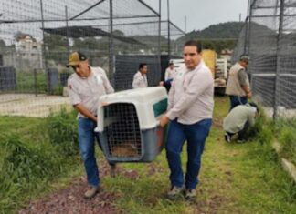 RESCATA ZOOLEÓN A FELINOS DEL SANTUARIO DEL AJUSCO