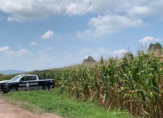 Un hombre murió al ser atacado por un enjambre de abejas en la comunidad de San Nicolás de los Agustinos en Salvatierra