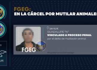 Se encuentra en prisión un sujeto que provocaba daño a perritos, a los cuales sometía y cortaba las orejas.
