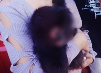 RESGUARDAN RESCATISTAS DE CELAYA A MONO ARAÑA.