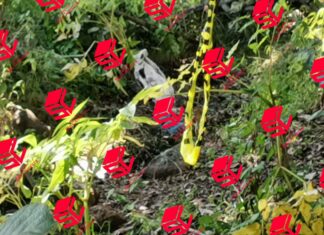 Localizan sin vida a la joven Alma Paola reportada cómo desaparecida desde el pasado 20 de Octubre.