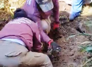 Confirman la localización de 53 bolsas con restos humanos en Irapuato.