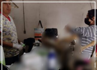 Esterilizan a 30 caninos en situación de calle en Yuriria.