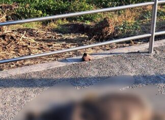 Encuentran perrito envenenado en la Laguna de YURIRIA.