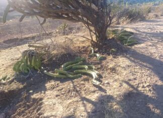 Desmonte del Cerrito de Las Liebres en Juventino Rosas