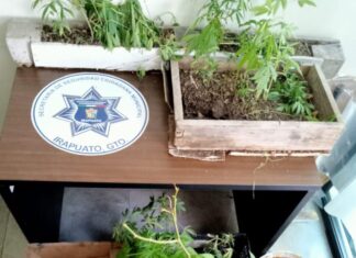 𝟏𝟏 𝐩𝐥𝐚𝐧𝐭𝐚𝐬 𝐜𝐨𝐧 𝐜𝐚𝐫𝐚𝐜𝐭𝐞𝐫i𝐬𝐭𝐢𝐜𝐚𝐬 𝐬𝐢𝐦𝐢𝐥𝐢𝐚𝐫𝐞𝐬 𝐚 𝐥𝐚 𝐦𝐚𝐫𝐢𝐡𝐮𝐚𝐧𝐚 𝐲 𝐭𝐫𝐞𝐬 𝐚𝐫𝐦𝐚𝐬 𝐟𝐮𝐞𝐫𝐨𝐧 𝐚𝐬𝐞𝐠𝐮𝐫𝐚𝐝𝐚𝐬 𝐩𝐨𝐫 𝐞𝐥𝐞𝐦𝐞𝐧𝐭𝐨𝐬 𝐬𝐞 𝐥𝐚 𝐏𝐨𝐥𝐢𝐜i𝐚 𝐌𝐮𝐧𝐢𝐜𝐢𝐩𝐚𝐥 𝐞𝐧 𝐮𝐧𝐚 𝐯𝐢𝐯𝐢𝐞𝐧𝐝𝐚 𝐝𝐞 𝐥𝐚 𝐜𝐨𝐥𝐨𝐧𝐢𝐚 𝐋𝐨𝐬 A𝐥𝐚𝐦𝐨𝐬.