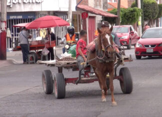 A la fecha ya se jubilaron 7 equinos que eran utilizados como animales de carga en León.