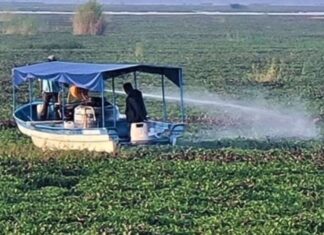 Fumigación de lirio acuático está funcionando en Yuriria; pescadores piden no bajar la guardia.