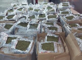Envían de León a Cancún casi una tonelada de marihuana; en Veracruz interceptan pedido