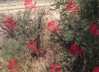 Localizan los cuerpos sin vida de un hombre en zona cerril en Yuriria