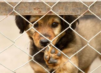 Gobierno de Silao invita a la población a participar en el Segundo «Adogton», para encontrar hogar a canes.