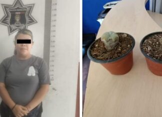 Detiene a mujer que vendía macetas con peyote en la zona del Cantador en Guanajuato.