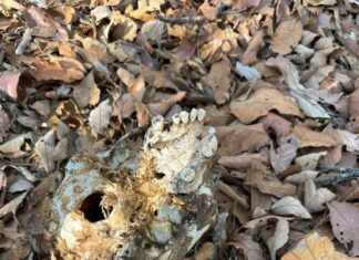 Una osamenta humana fue localizada en zona cerril a la altura de la comunidad de Cerano.