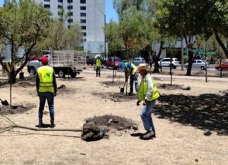 REALIZAN MUNICIPIO Y ESTADO ACCIONES DE FORESTACIÓN POR OBRAS DE MALECÓN DEL RÍO