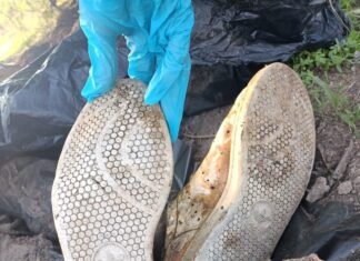 Colectivo de personas desaparecidas “hasta encontrarte”, localizaron dos hombres decapitados en una fosa clandestina ubicada en León.