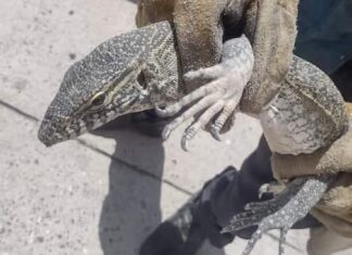 Autoridades municipales capturaron a un Dragón de Cómodo en calles del Barrio de SANTIAGUITO en Celaya.