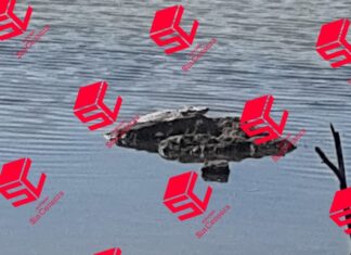 Habitantes de la comunidad Refugio de Rosas en León, reportaron que han visto en la presa cercana a la comunidad, un caimán de más de un metro.