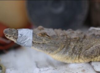 Exhorta Protección Civil a respetar la vida de la fauna