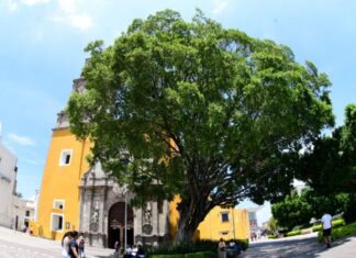 Identifican árboles históricos y emblemáticos de Irapuato para que sean parte del patrimonio local.