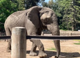 DESPIDE ZOO LEÓN CON MUCHO PESAR A Davy EL ELEFANTE.