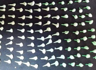 La Policía de León detiene a presunta distribuidora de droga