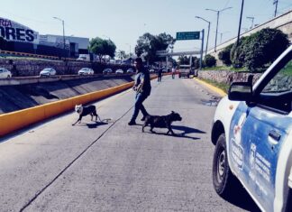 RESGUARDA CCBA 12 PERROS RELACIONADOS A TRES ATAQUES EN SAN JERÓNIMO