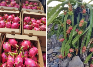La pitahaya de Ocurio, en Yuririra: Un cultivo que enamora a Guanajuato y a México.