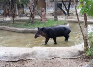 Despide el ZooLeón al tapir macho que fue estrella de Hollywood