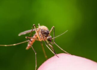 Se registra la primer muerte por dengue en el municipio de Irapuato.