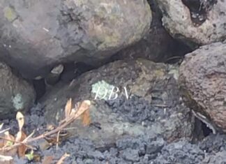 LOCALIZAN OSAMENTA EN LA PRESA DE SAN JUAN, EN SALVATIERRA.