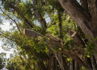 Avanza la segunda etapa de la rehabilitación de la Alameda, en Valle de Santiago.